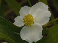 Sagittaria latifolia 5, Breed pijlkruid, Saxifraga-Jan van der Straaten